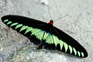 Birdwing Prints: Rajah Brooke's Birdwing Butterfly