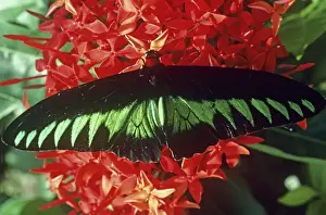 Birdwing Prints: Rajah Brooke's birdwing butterfly - Male - Peninsular Malaysia JPF19181