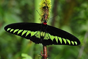 Images Dated 1st December 2008: Rajah Brooke's Birdwing - Papilionid butterfly - male - Cameron Highlands - West Malaysia