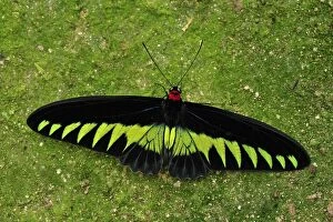 Images Dated 30th November 2008: Rajah Brooke's Birdwing - Papilionid butterfly - male - Cameron Highlands - West Malaysia