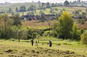 Images Dated 4th October 2010: Raking up the hay in field at Crit, Transylvania, Romania