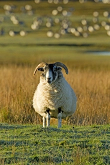 Farm Animals Collection: Ram - with Barnacle Geese in background - Isle of Islay - Scotland - UK MA002345