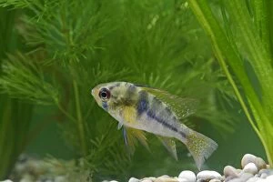 Ram / Blue ram / Butterfly cichlid - female side view by weeds