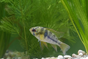 Ram / Blue ram / Butterfly cichlid - female side view by weeds Ram / Blue ram / Butterfly cichlid - female side view by weeds