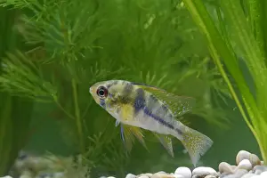Cichlids Prints: Ram / Blue ram / Butterfly cichlid – female side view by weeds –s America UK