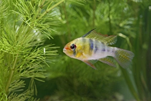 Ram / Blue ram / Butterfly cichlid - male side view by weeds Ram / Blue ram / Butterfly cichlid - male side view by weeds