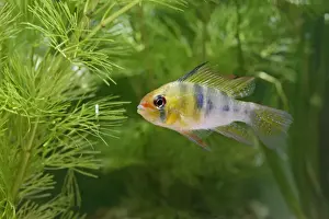 Ram / Blue ram / Butterfly cichlid – male side view by weeds, South America UK