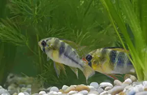 Cichlids Prints: Ram / Blue ram / Butterfly cichlid – pair by weeds –s America UK