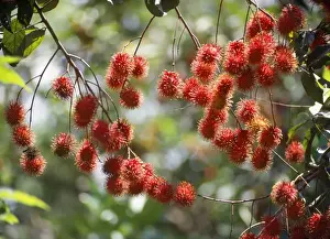 Rambuton Fruit - Malaysia