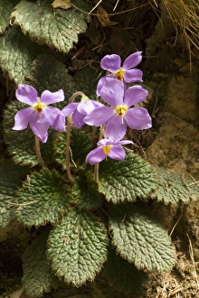 Images Dated 15th June 2006: Ramonda (Ramonda myconi (= Ramonda pyrenaica)) in Pyrenean woodland
