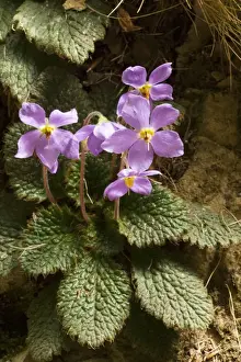 Ramonda (Ramonda myconi (= Ramonda pyrenaica)) in Pyrenean woodland. Relict of pre ice-age flora in Europe. Spain