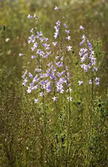 Rampion bellflower