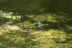 Ramsey Canyon Leopard Frog. Endemic to Ramsey Canyon Entire population maintained in artificial concrete pond. Males call from below water surface hence latin name Arizona
