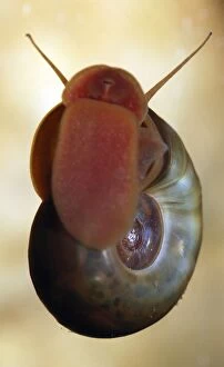 Images Dated 6th December 2010: Ramshorn Pond Snail - crawling up the glass of an aquarium licking up algae