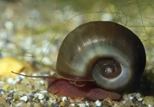 Snails Prints: Ramshorn Pond Snail - freshwaters and aquaria