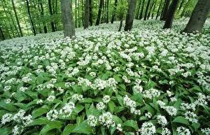 Images Dated 27th May 2005: Ramsons - in beech woodland