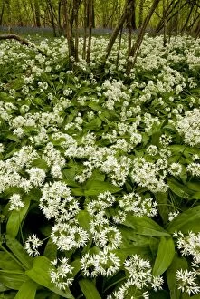 Images Dated 1st May 2011: Ramsons or Wild Garlic