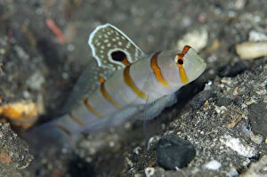 Actinopterygii Gallery: Randall's Shrimpgoby with extended fin - Liberty Wreck dive site, Tulamben, Kubu district