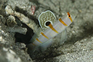 Images Dated 25th February 2019: Randall's Shrimpgoby - guarding hole entrance with extended fin - K41 dive site, Dili