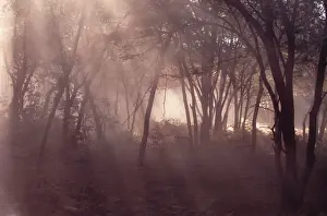 Sun Rays Prints: Ranthambhore National Park - Sunrays coming through forest Rajasthan, India