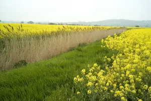 Images Dated 29th April 2007: Rape - Farming - Romney Marsh, Kent, UK. Historically these flat low lying areas of Romney Marsh