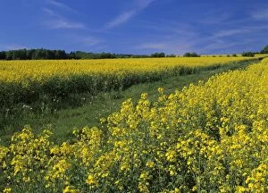 Rape field in full bloom in spring with country lane