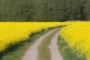 Economy Prints: Rape field road 01, S-E Arndt