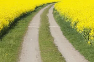 Economy Prints: Rape field road 03, S-E Arndt