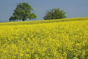 Images Dated 26th April 2011: Rape / Rapeseed / Oilseed / Canola - blooming rape