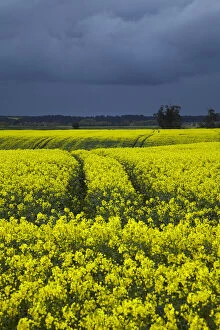 Images Dated 3rd July 2014: Rapeseed Field and storm clouds near Timaru