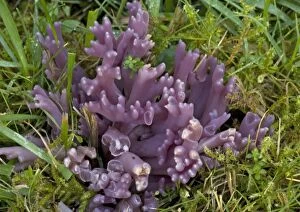 A rare club fungus, in old grassland. Violet