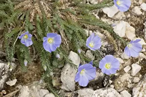 Flax Prints: A rare flax, Linum punctatum, Sicily