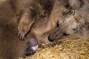 Rare image of Syrian Brown Bear, female with newborn cub