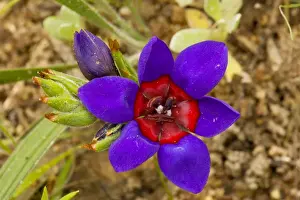 Geophyte Prints: A rare iris-relative, wine cup (Babiana rubrocyanea) on renosterveld