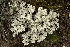 Images Dated 20th May 2006: Rare northern lichen, Cetraria nivalis. Sweden