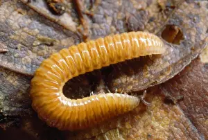 Millipede Prints: Rare Orange Millipede