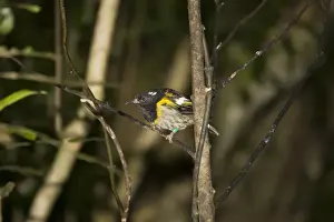 Kapiti Prints: Rare Stitch bird / Hihi. Kapiti island near Wellington New Zealand