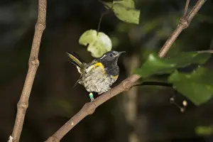 Rare Stitch bird / Hihi. Kapiti island near Wellington New Zealand. The Dept of Conservation has launched an amibitious recovery plane including captive breeding as well as special feeding sites