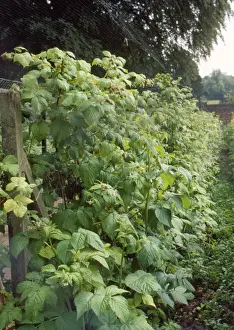Raspberry Prints: Raspberries - under netting