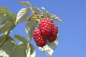 Raspberry Prints: Raspberry - fruit on plant