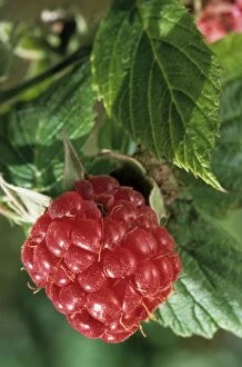 Images Dated 25th April 2007: Raspberry - leaf and fruit