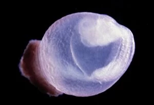 Foetal Gallery: Rat Embryo 10.2 days after fertilisation in sac