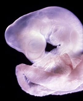 Foetal Gallery: Rat Embryo 11.5 days after fertilisation