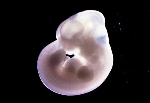 Microscopic Gallery: Rat Embryo 13.2 days after fertilisation