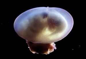 Foetal Gallery: Rat Embryo - 14.5 days into its gestation period