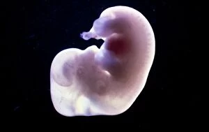 Images Dated 11th January 2017: Rat Embryo at 14.5 days old