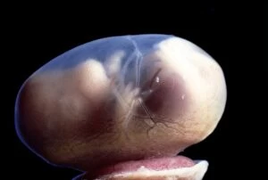 Foetal Gallery: Rat Embryo - 15.5 days into its gestation period