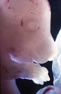 Foetal Gallery: Rat Embryo without its yolk sac, at 17.5 days