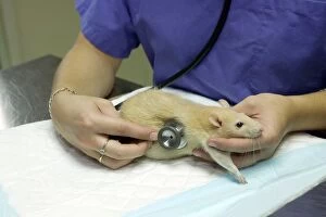 Rat - being examined by vet