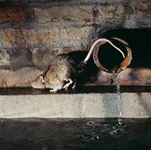 Images Dated 1st November 2004: Rat By pipe in sewer
